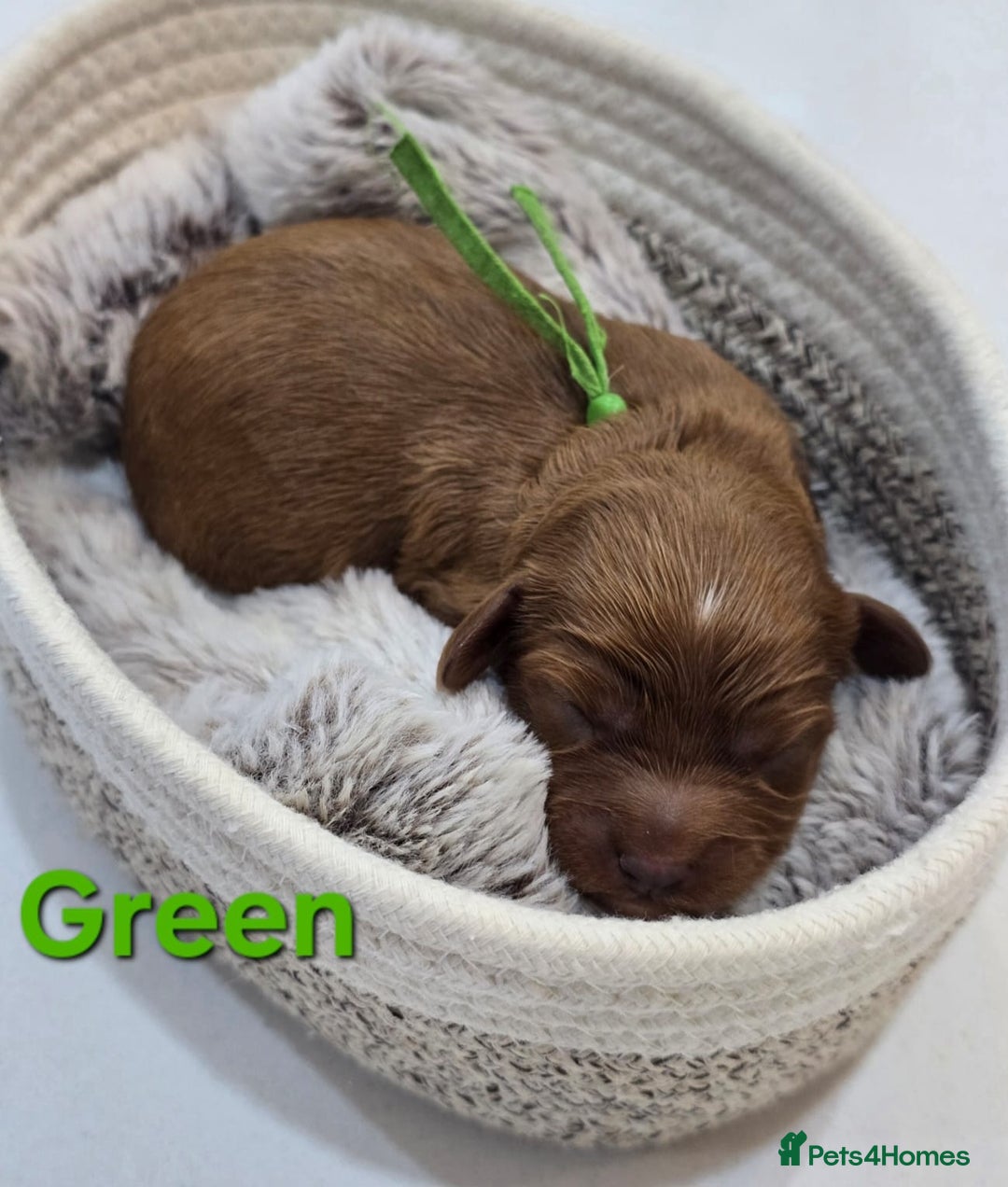 Cavapoo dogs for sale: Cavapoo Toy F1 ❤️ DNA TESTED - Advert 1