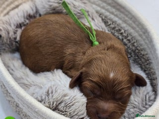 Cavapoo dogs Cavapoo F1❤️ DNA TESTED - Advert 2