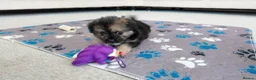 Mixed Breed dogs for sale: Beautiful Shorkie-Poo / Pom-Poo Puppies - Advert 15