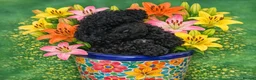 Standard Poodle dogs for sale:  Ready now KC standard poodles Health tested  - Advert 17