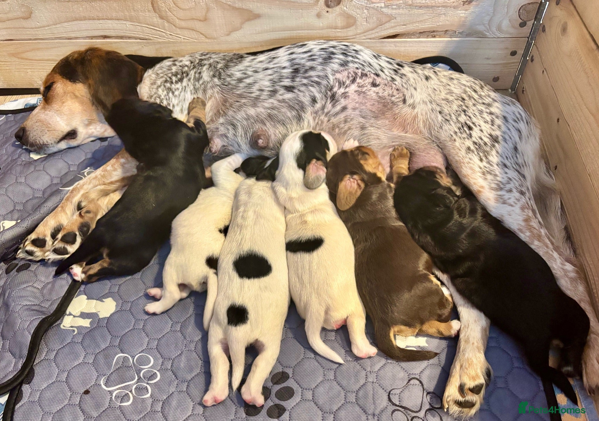 Bocker dogs 4 lovely boys available  - Advert 1
