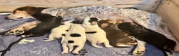 Bocker dogs for sale: 4 lovely boys available  - Advert 1