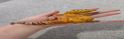 Leopard Gecko reptiles for sale: Adult Female Leopard Gecko with 2ft Setup - Advert 4