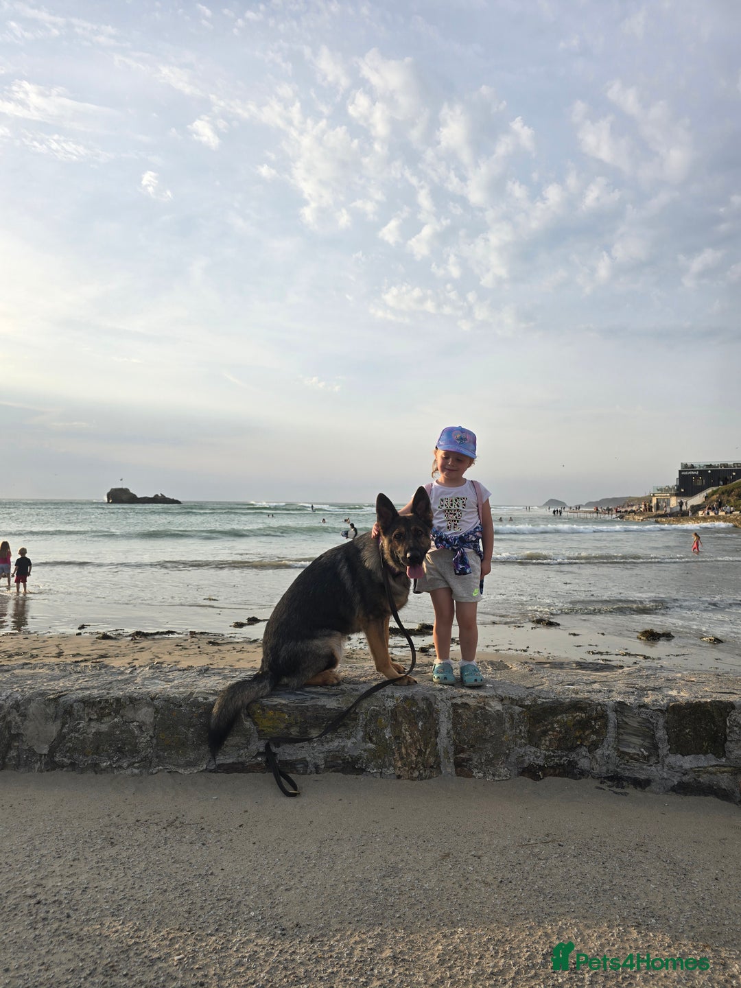 German Shepherd dogs for sale: Guard dog  - Advert 12