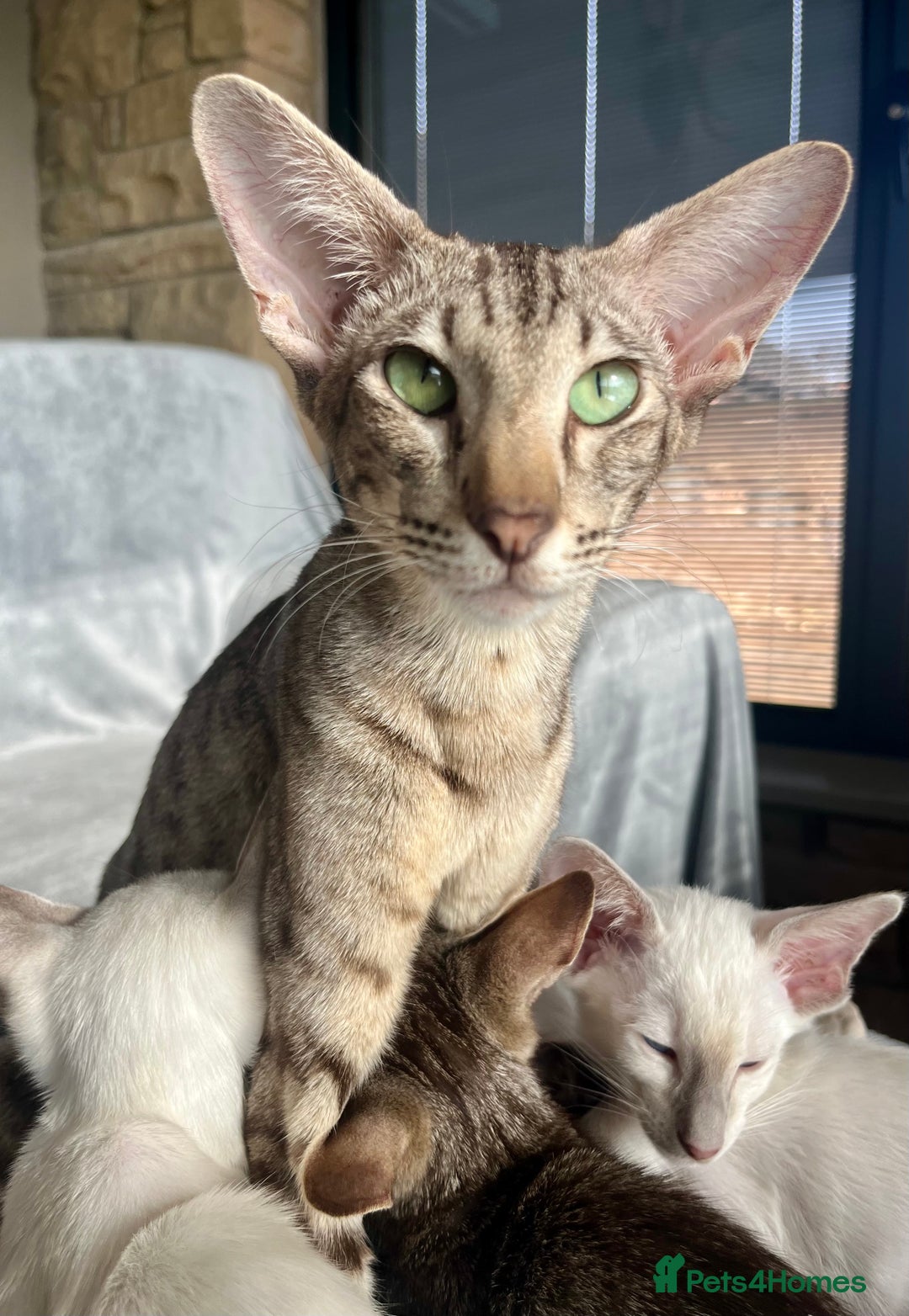 Oriental cats for sale: Outstanding Pedigree Oriental GCCF reg kittens - Advert 14