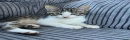 Mixed Breed cats for sale: Tabby kitten  - Advert 16