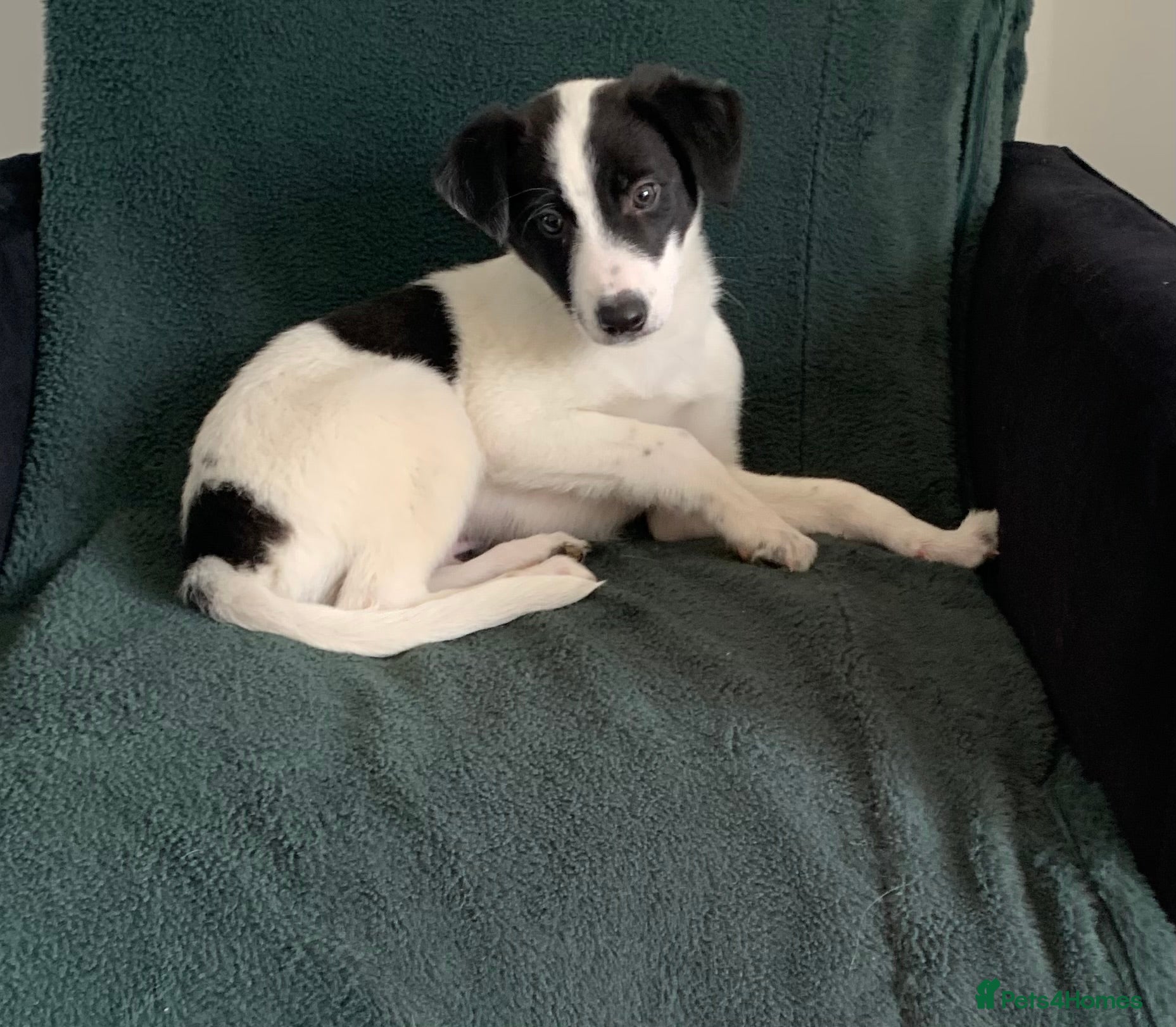 Mixed Breed dogs Old style Lurcher puppies - Ready now  - Advert 16