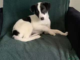 Mixed Breed dogs Old style Lurcher puppies - Ready now - Advert 16