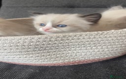 Ragdoll cats for sale: Beautiful Ragdoll Kittens Ready for Reservaton! 🐾 - Image 12