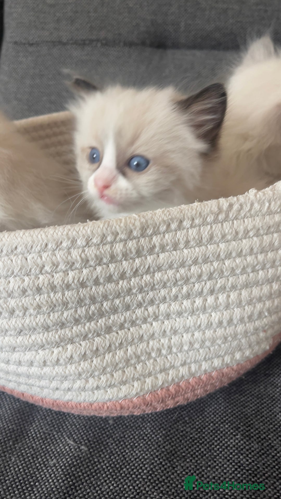 Ragdoll cats for sale: Beautiful Ragdoll Kittens Ready for Reservaton! 🐾 - Image 12