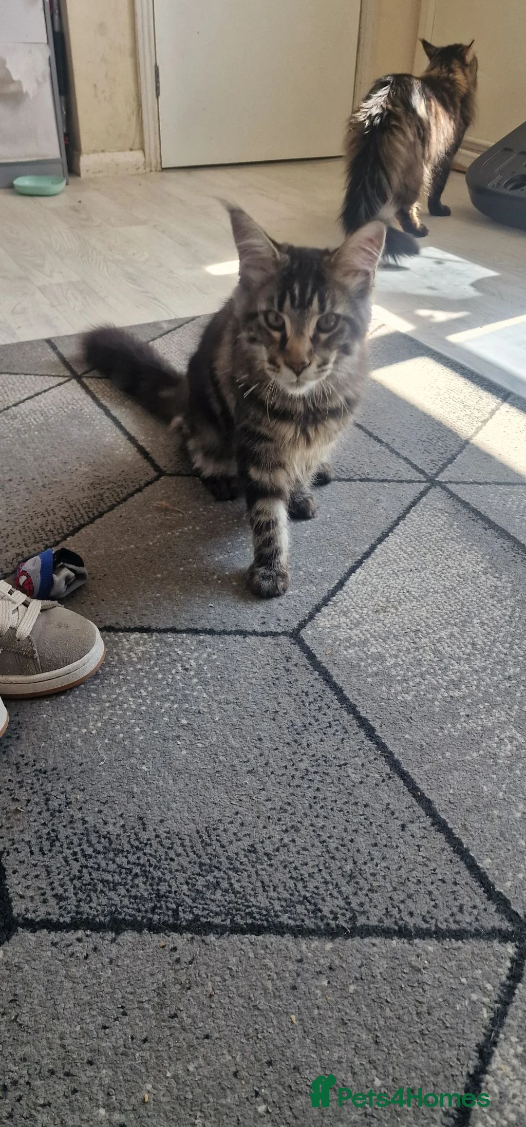 Maine Coon cats for sale: 2 boys maine coon kitten - Advert 9