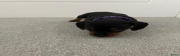 Dachshund dogs for sale: Dachshund pups black and tan - Advert 17