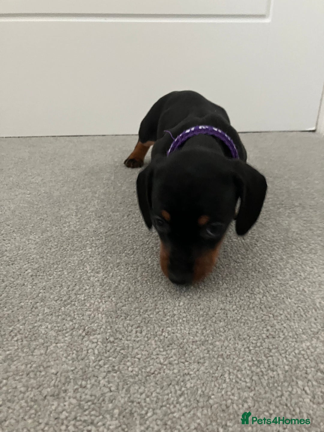 Dachshund dogs for sale: Dachshund pups black and tan - Advert 17