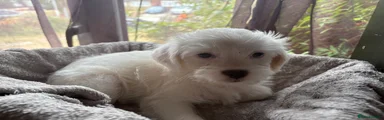 Mixed Breed 1