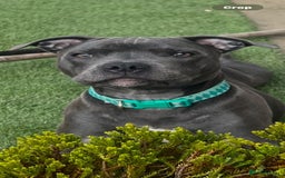 Staffordshire Bull Terrier dogs for sale: Kc Blue staffordshire bull terrier puppies - Image 21