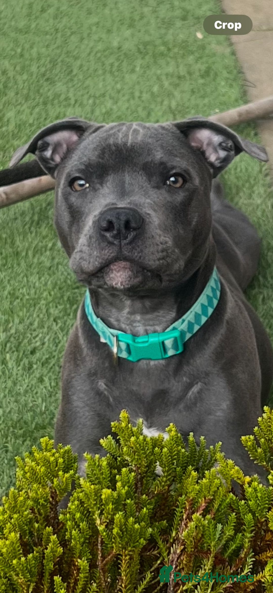Staffordshire Bull Terrier dogs for sale: Kc Blue staffordshire bull terrier puppies - Image 21