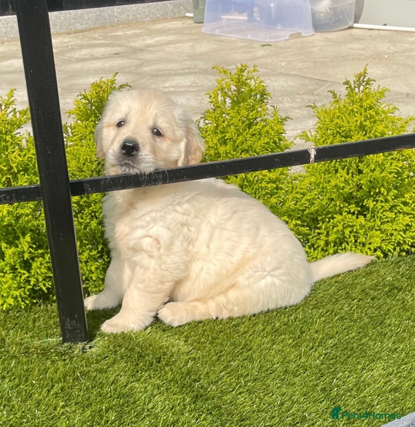 Golden Retriever dogs IKC REGISTERED golden retriever pups  - Advert 5