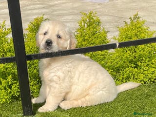 Golden Retriever dogs IKC REGISTERED golden retriever pups - Advert 2