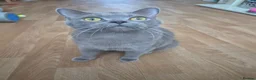 British Shorthair cats for sale: Stunning female british shorthair  - Advert 1