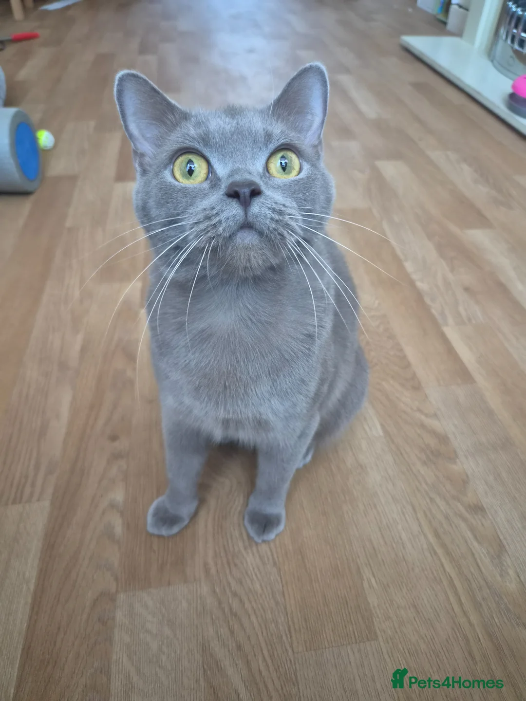 British Shorthair cats for sale: Stunning female british shorthair  - Advert 1