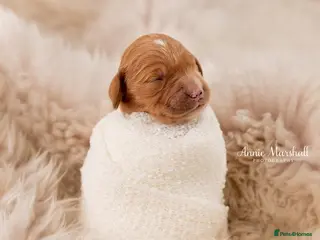 Mini Goldendoodle dogs for sale: July ready pups by 5* breeder & POLICE K9 trainer - Advert 1