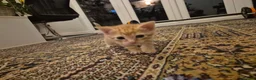 British Shorthair cats for sale: Beautiful kittens - Advert 23