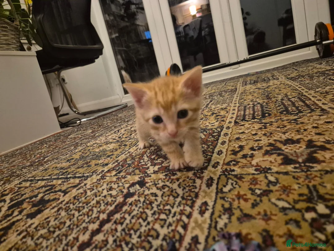 British Shorthair cats for sale: Beautiful kittens - Advert 23