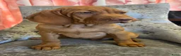 Hungarian Vizsla dogs for sale: EXCEPTIONAL HUNGARIAN VIZSLA PUPPIES - Advert 2
