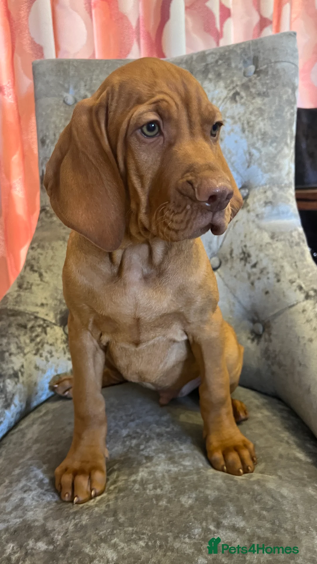 Hungarian Vizsla dogs for sale: EXCEPTIONAL HUNGARIAN VIZSLA PUPPIES - Advert 2