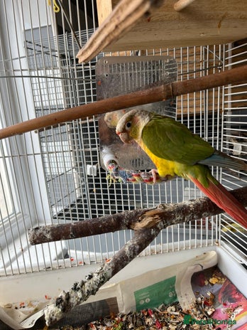 Conures birds in Bristol - Advert 11