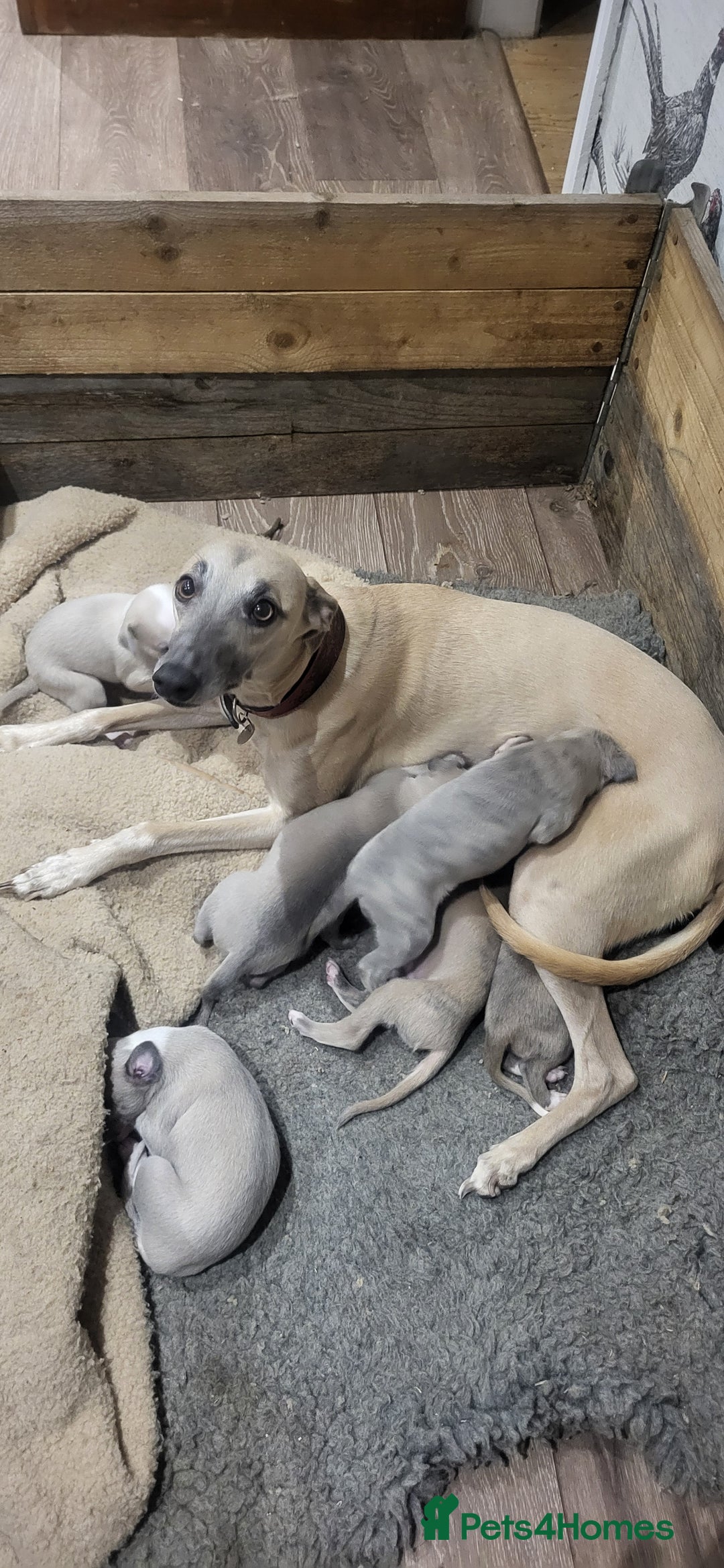 Whippet dogs for sale: Beautiful KC registered blue brindle boy - Image 4