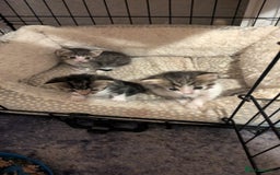 Mixed Breed cats for sale: 3 Kittens For Rehoming  - Image 5