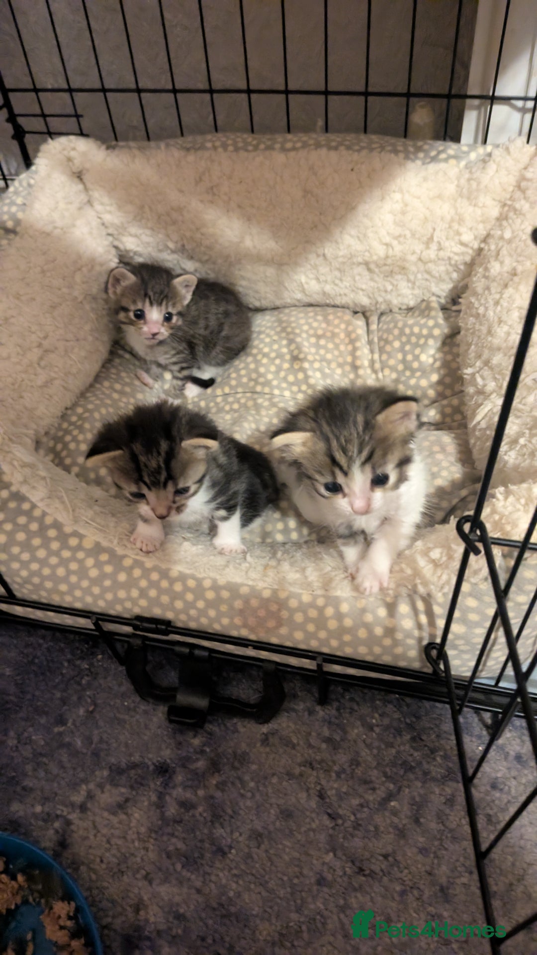 Mixed Breed cats for sale: 3 Kittens For Rehoming  - Image 5