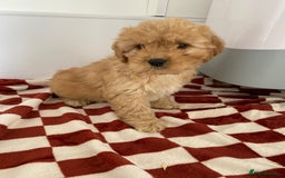 Mixed Breed dogs for sale: Cockapoo x cavapoo  - Image 5