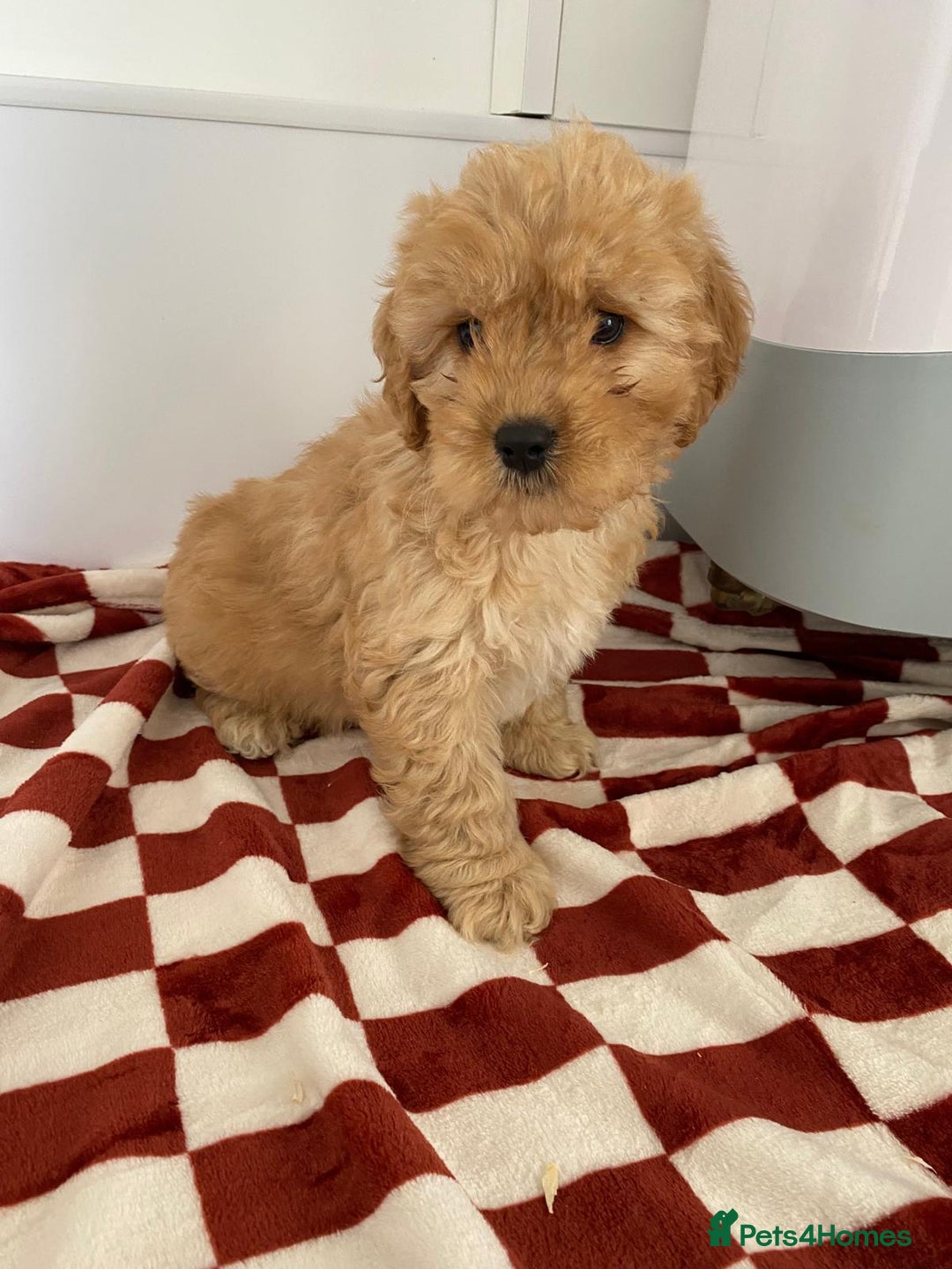 Mixed Breed dogs for sale: Cockapoo x cavapoo  - Image 5