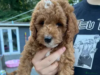Cockapoo dogs Gorgeous Cockapoo Puppies - Advert 6