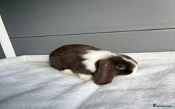 Mini Lop rabbits for sale: Stunning mini lops  - Image 3