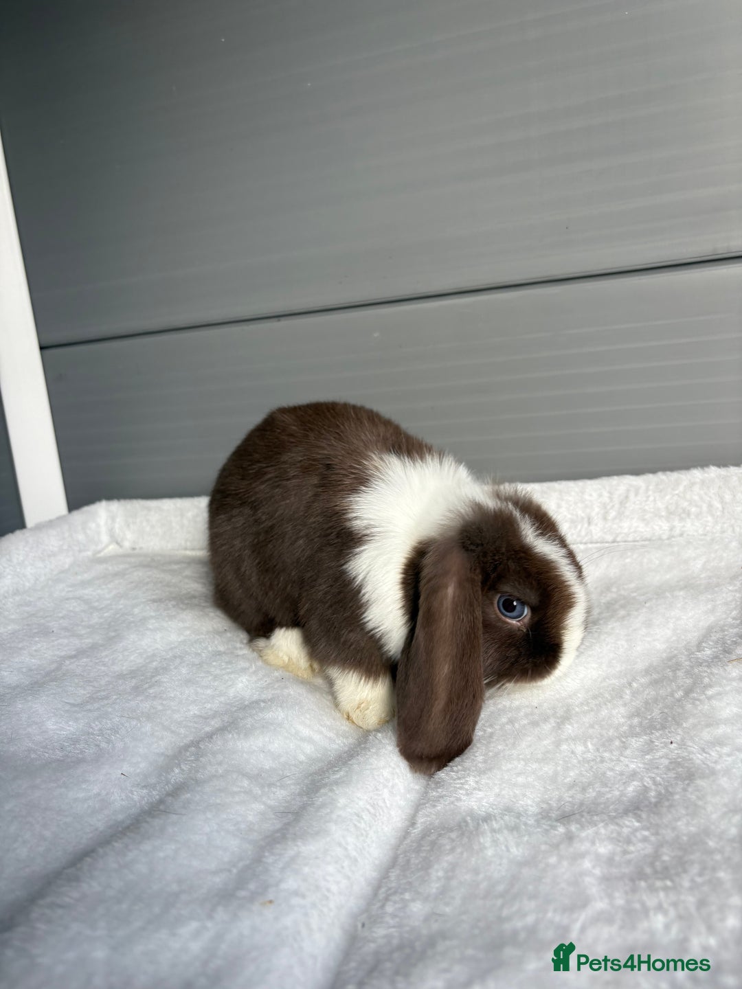 Mini Lop rabbits for sale: Stunning mini lops  - Image 3