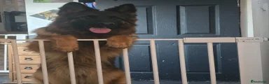 German Shepherd 1
