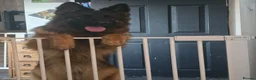 German Shepherd dogs for sale: Loving Home Needed for Bonded German Shepherd Pair - Advert 4