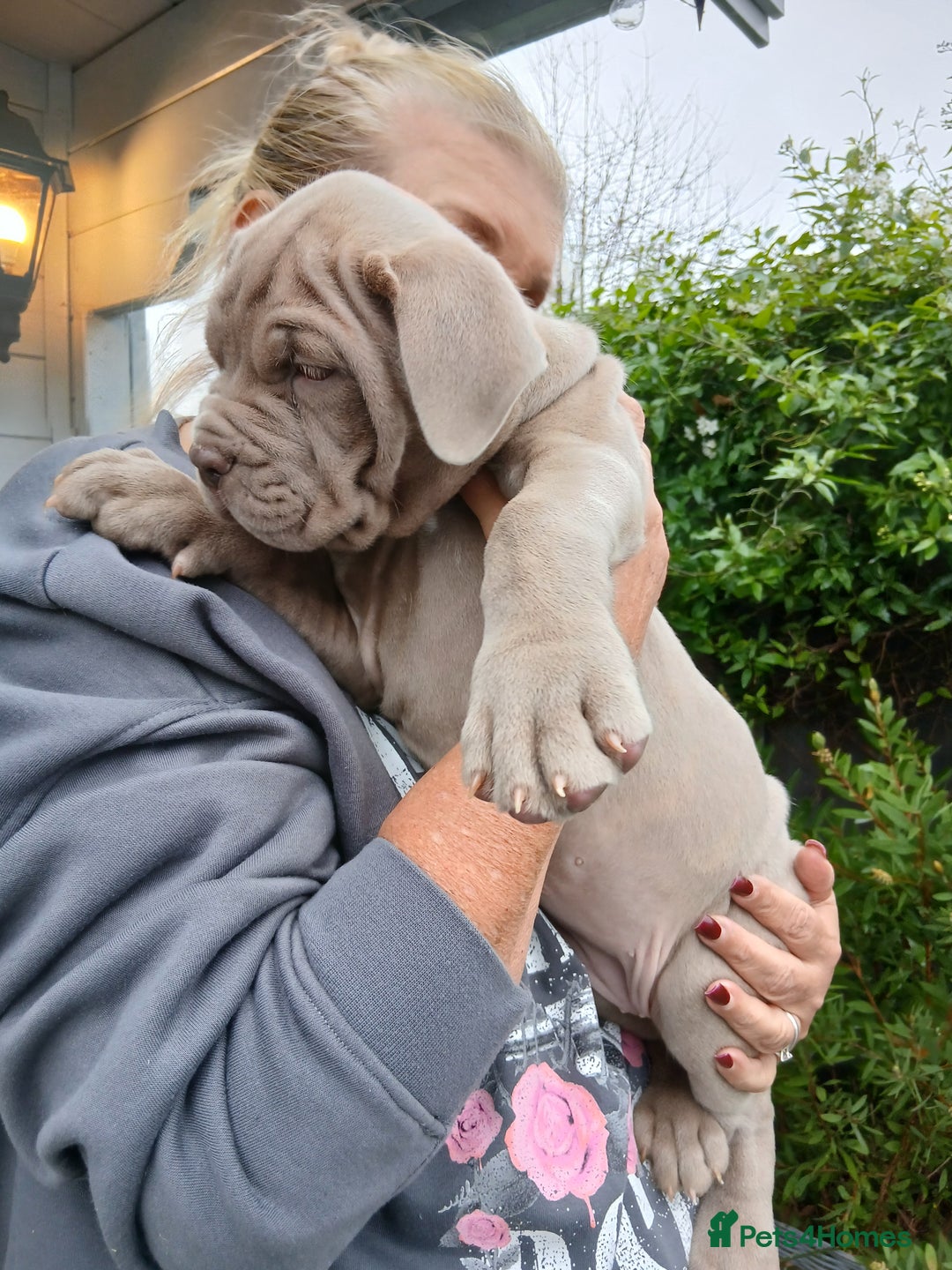 Mixed Breed dogs for sale: Banndogge puppies - Advert 4