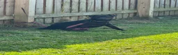 Mixed Breed dogs for sale: Patterdale terror  in Durham - Advert 3