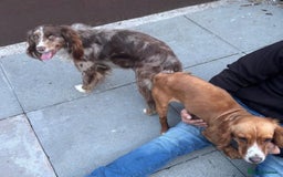 Cocker Spaniel dogs for sale: Working cocker spaniel last girl available  - Image 10