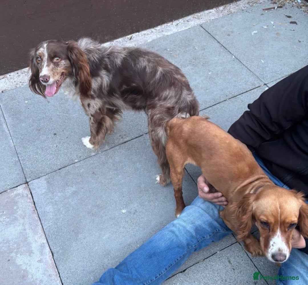Cocker Spaniel dogs for sale: Working cocker spaniel last girl available  - Image 10