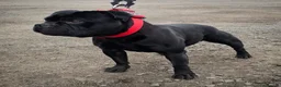 Staffordshire Bull Terrier dogs for sale: Luminastaffs & VaderBluStaf Last Pup Available - Advert 9