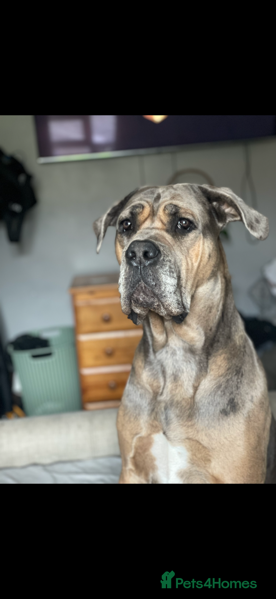 Mixed Breed dogs for sale: HUGE “TRI” MERLE CANE CORSO PUPPIES FOR SALE - Image 16