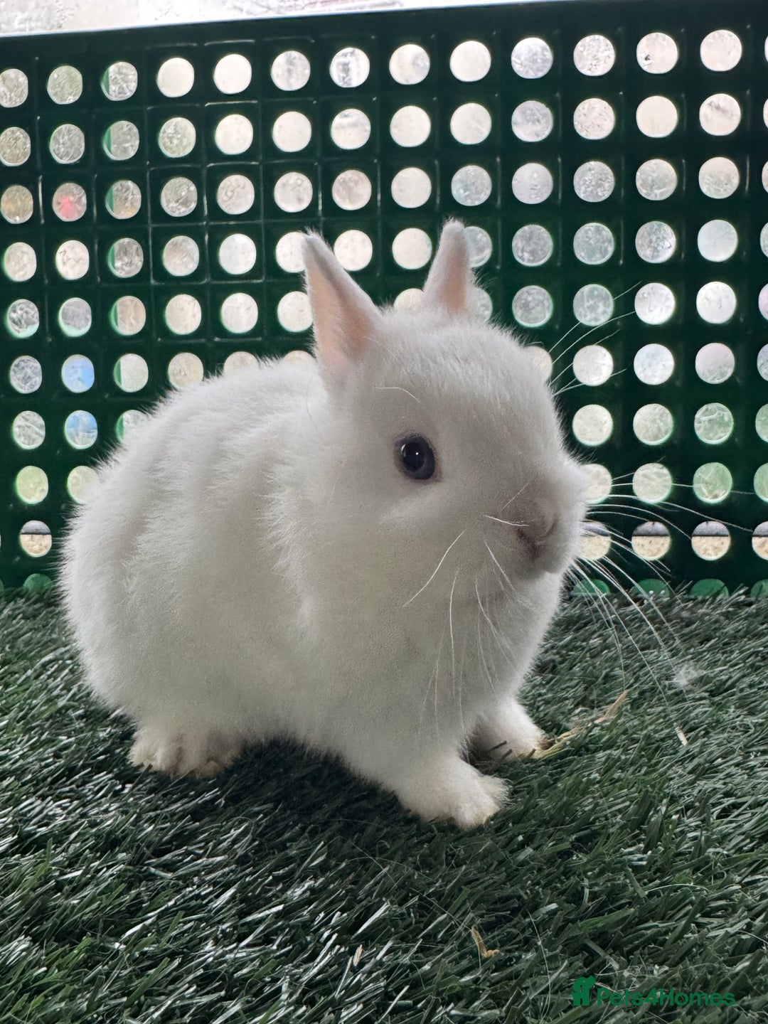 Netherland Dwarf rabbits for sale: Pure breed Netherlands dwarf  - Advert 7