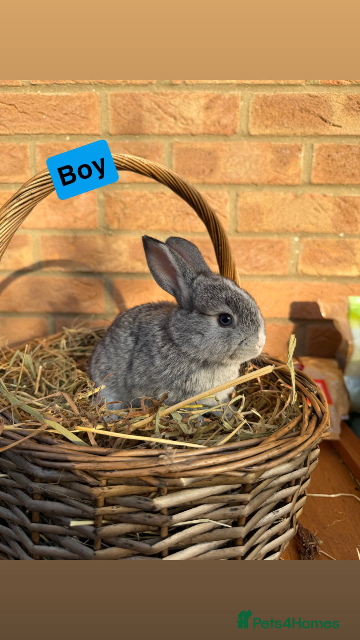 Mixed Breed rabbits 🐰Beautiful Mini Lop x Standard Rex Rabbits🐰 - Advert 6