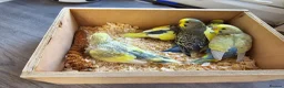 Budgerigars birds for sale: Budgie for sale - Advert 5