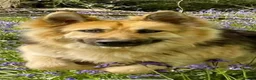 German Shepherd dogs for sale: KC reg Chunky bold liver bitch puppies  - Advert 9